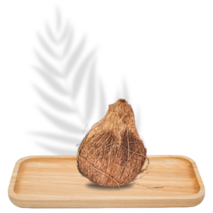 Brown Coconut Big