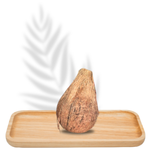 Brown Coconut Kalash